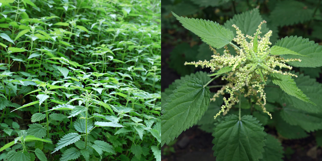 Vor Sfârși ca Ceausescu, e Nevoie de o Scânteie