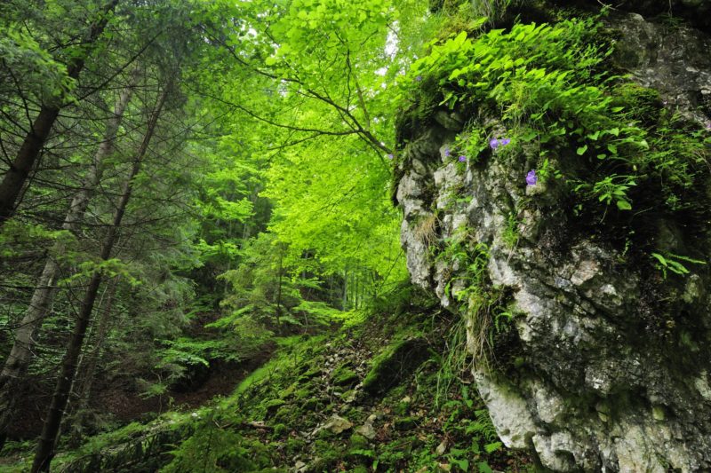 Cine se Vrea Proprietar pe Munții Făgăraș