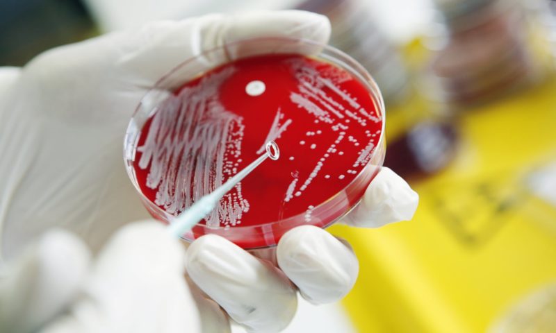 Utilizarea Insectelor ca Armă Biologică