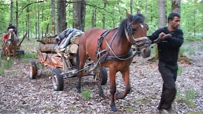 Înarmarea Pădurarilor