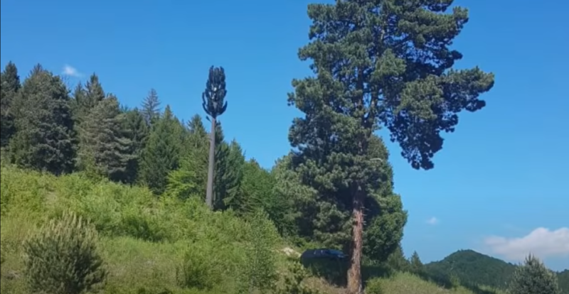 Turnuri 5G Instalate Ilegal Camuflate în Copaci