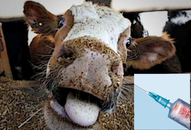 Boala Vacii Nebune în așa Numitele "Vaccinuri Contra Covid-19"