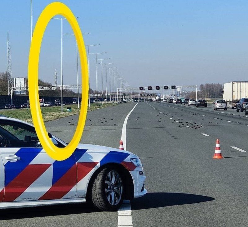 Zeci de grauri morți pe o autostradă din Olanda după ce un turn 5G este pornit