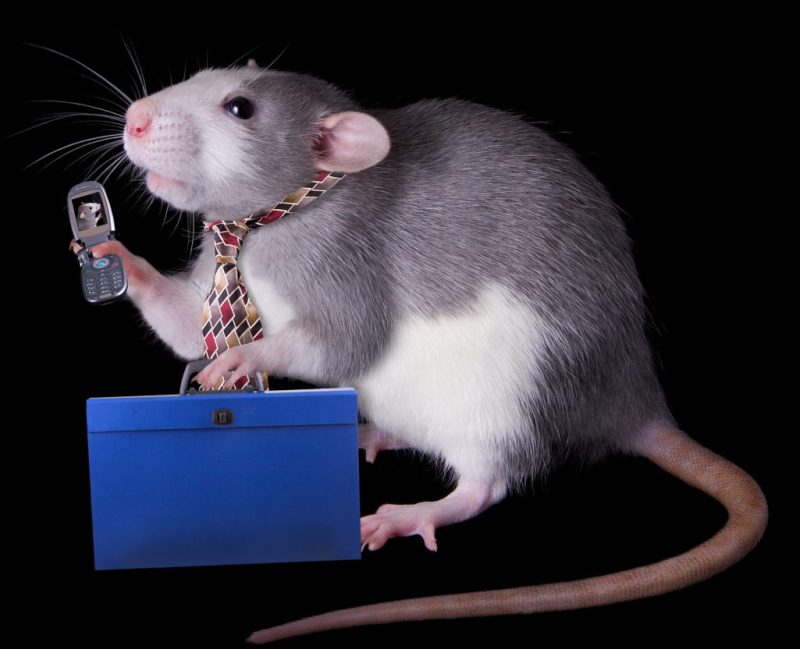 S.U.A. Finanțează Linii Telefonice Pentru "Crime de Ură" (delicte de gândire)