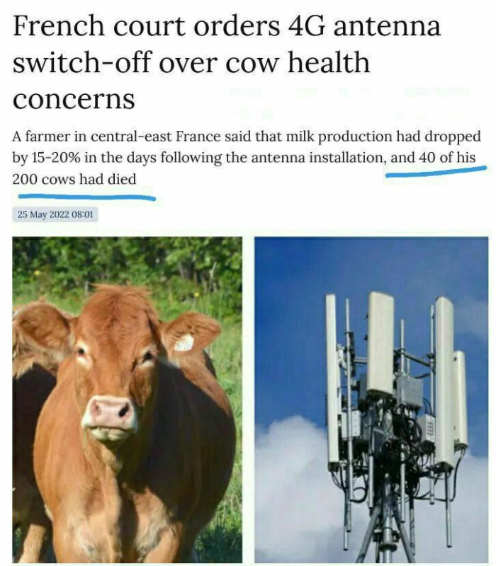 Un tribunal din Franța i-a dat câștig de cauză unui fermier care a susținut că o antenă 4G dăunează sănătății vacilor sale