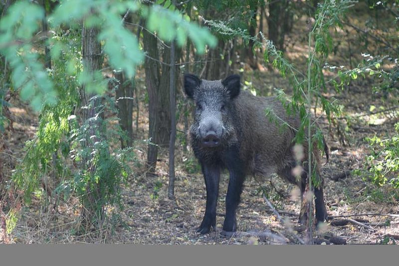 Poveste cu Tâlc - Cum capturați porci sălbatici