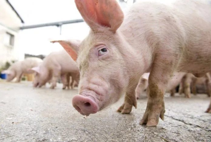 Statul lovește în crescătorii de animale porcii obligați să aibă buletin